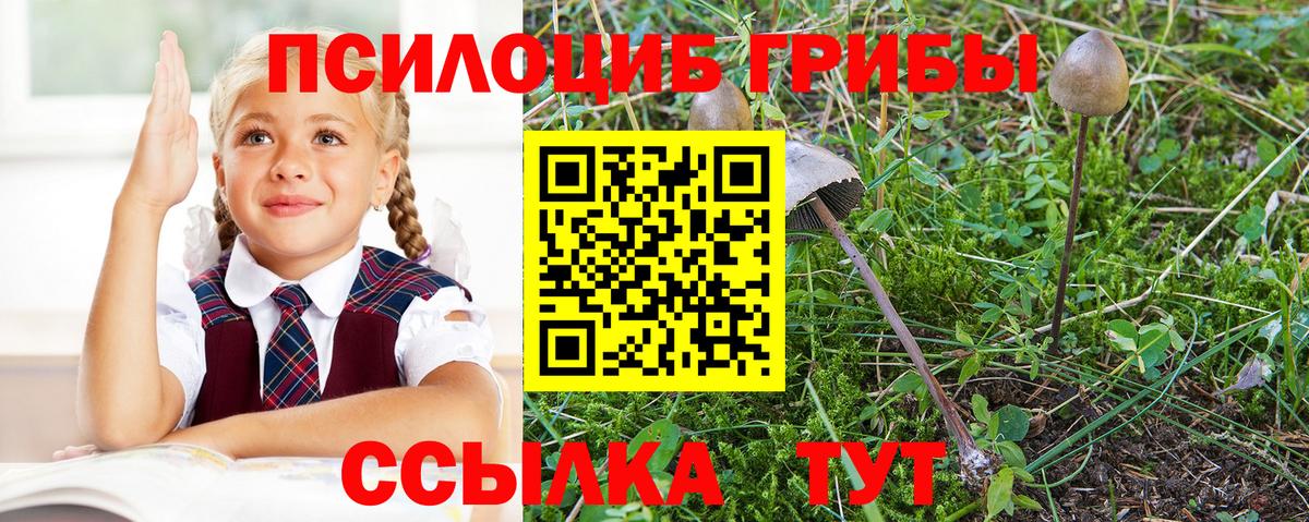 Галлюциногенные грибы Cubensis Ноябрьск